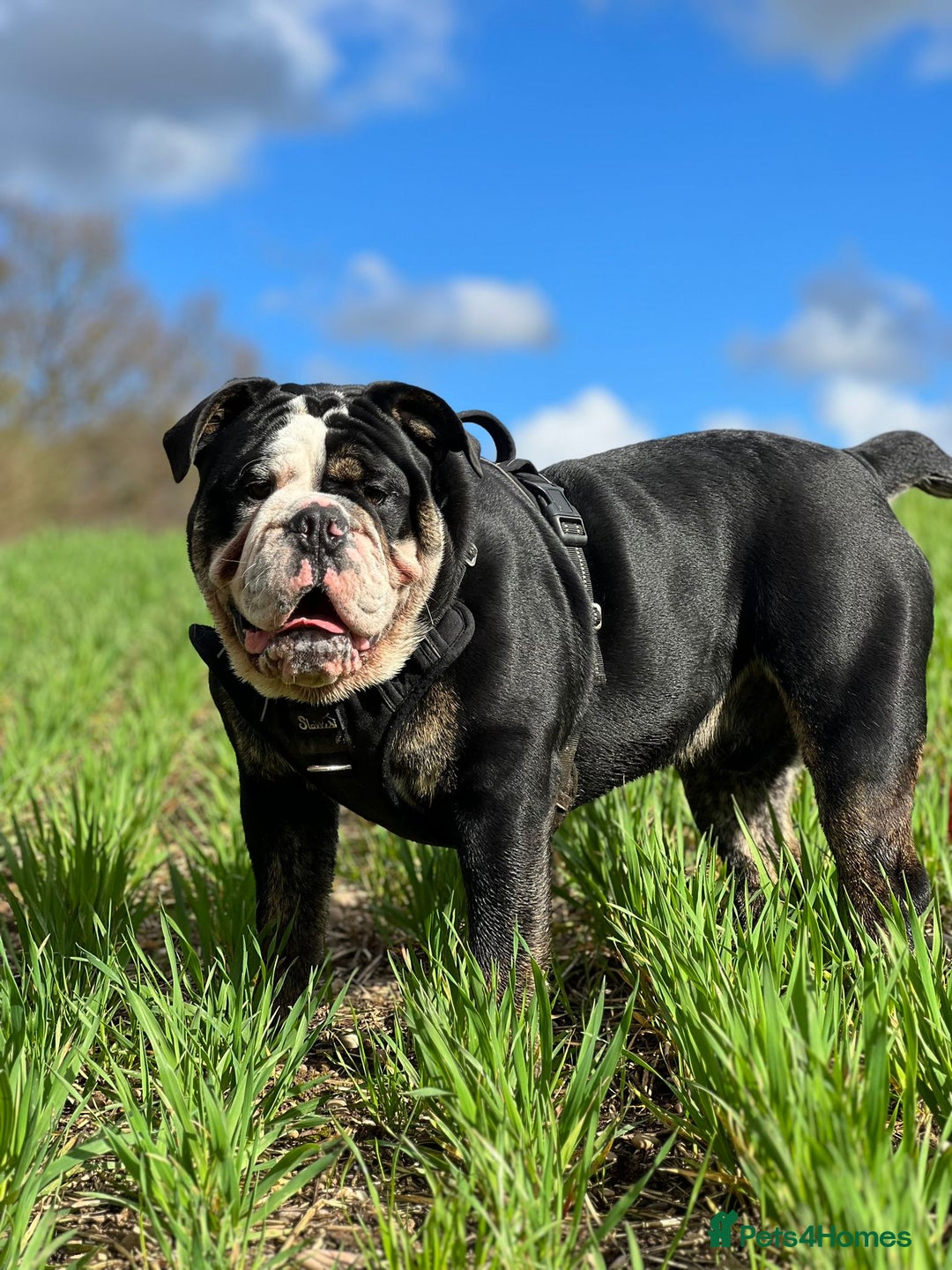 Olde English Bulldogge dogs for stud: Olde English Bulldogge (Black, white and brindle) - Image 14