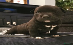 American Bully dogs for sale: Beautiful Pocket Bully Puppies - Home Raised - Advert 2