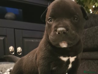 American Bully dogs Beautiful Pocket Bully Puppies - Home Raised - Advert 1