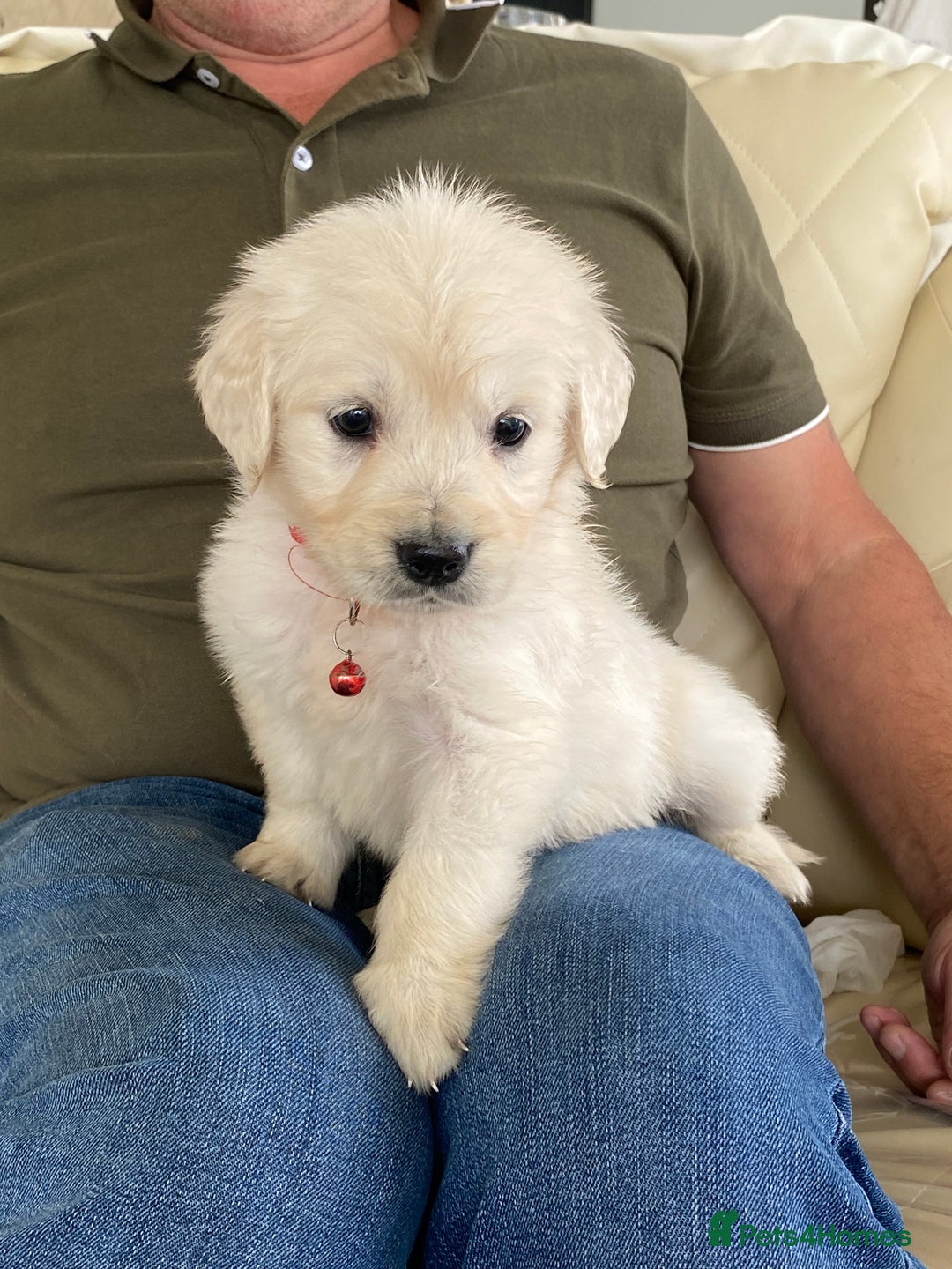 Golden Retriever dogs for sale: Fabulous golden retriever puppies  - Image 20