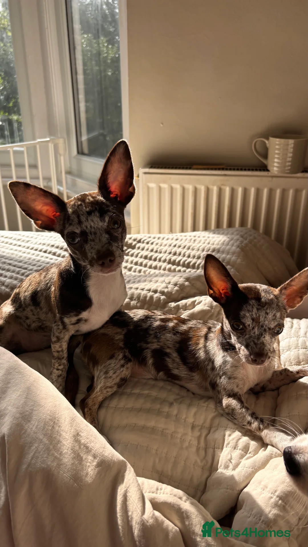 Chihuahua dogs for sale: Merle Chihuahua Puppies  - Advert 1