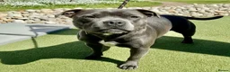 Staffordshire Bull Terrier dogs for sale: 🐾 GUARDIAN HOME NEEDED – 18-MONTH-OLD STAFFIE 🐾 - Advert 1