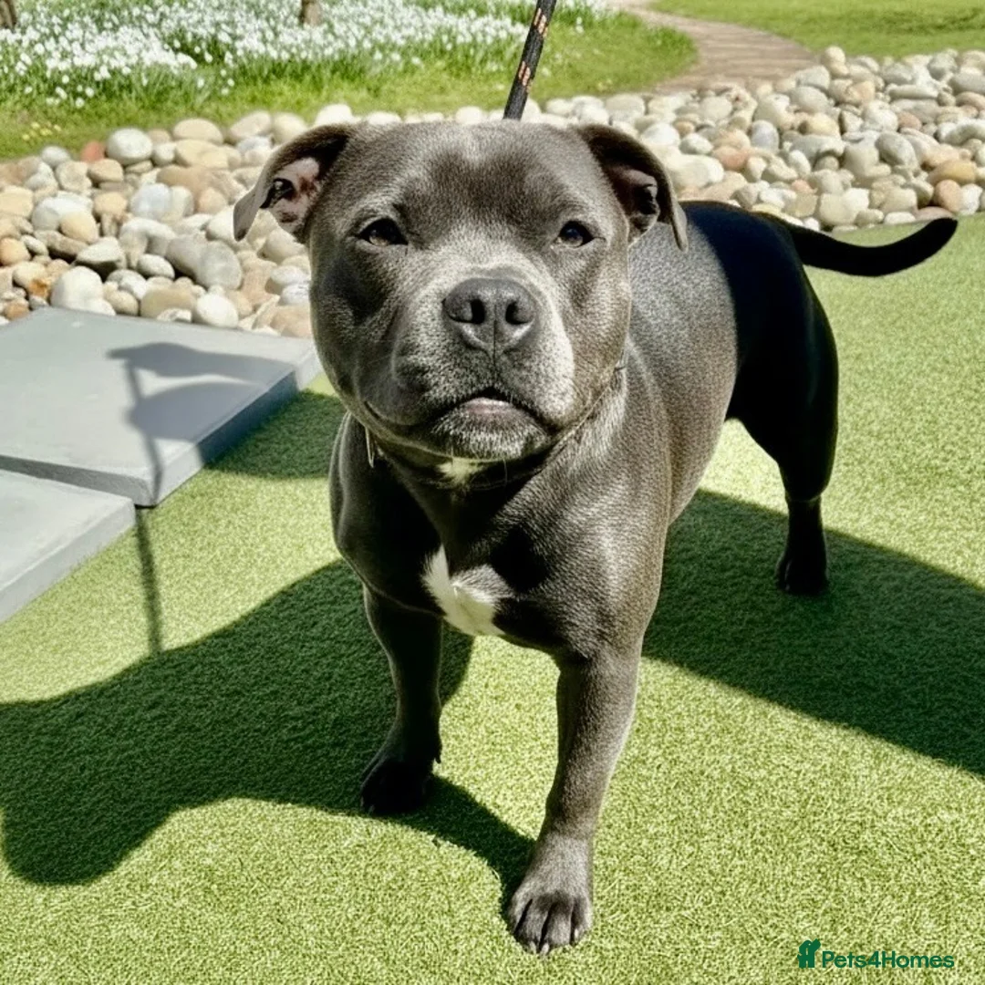 Staffordshire Bull Terrier dogs for sale: 🐾 GUARDIAN HOME NEEDED – 18-MONTH-OLD STAFFIE 🐾 - Advert 1