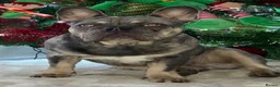 French Bulldog dogs for sale: French bulldog  - Advert 2