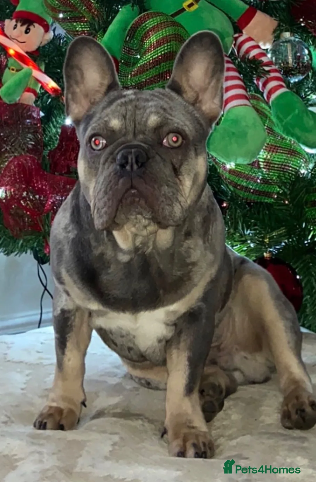 French Bulldog dogs for sale: French bulldog  - Advert 2