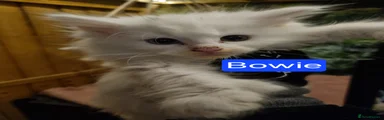 BOWIE