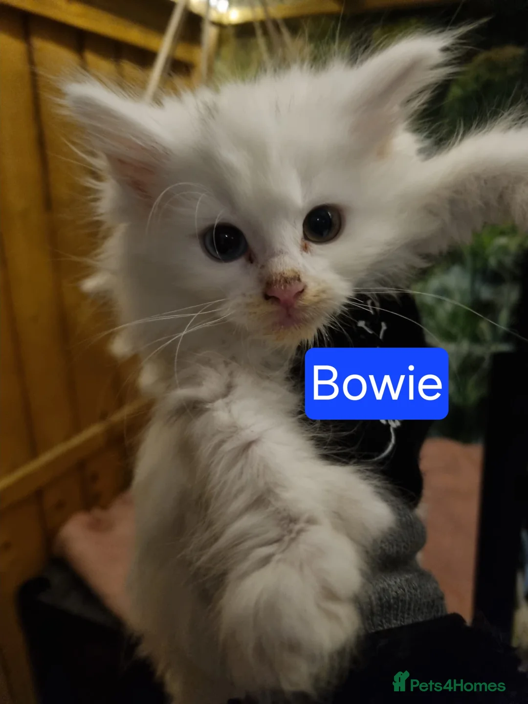 Maine Coon cats for sale: Mischievous Maine Coon kittens.  Ready now. - Advert 7