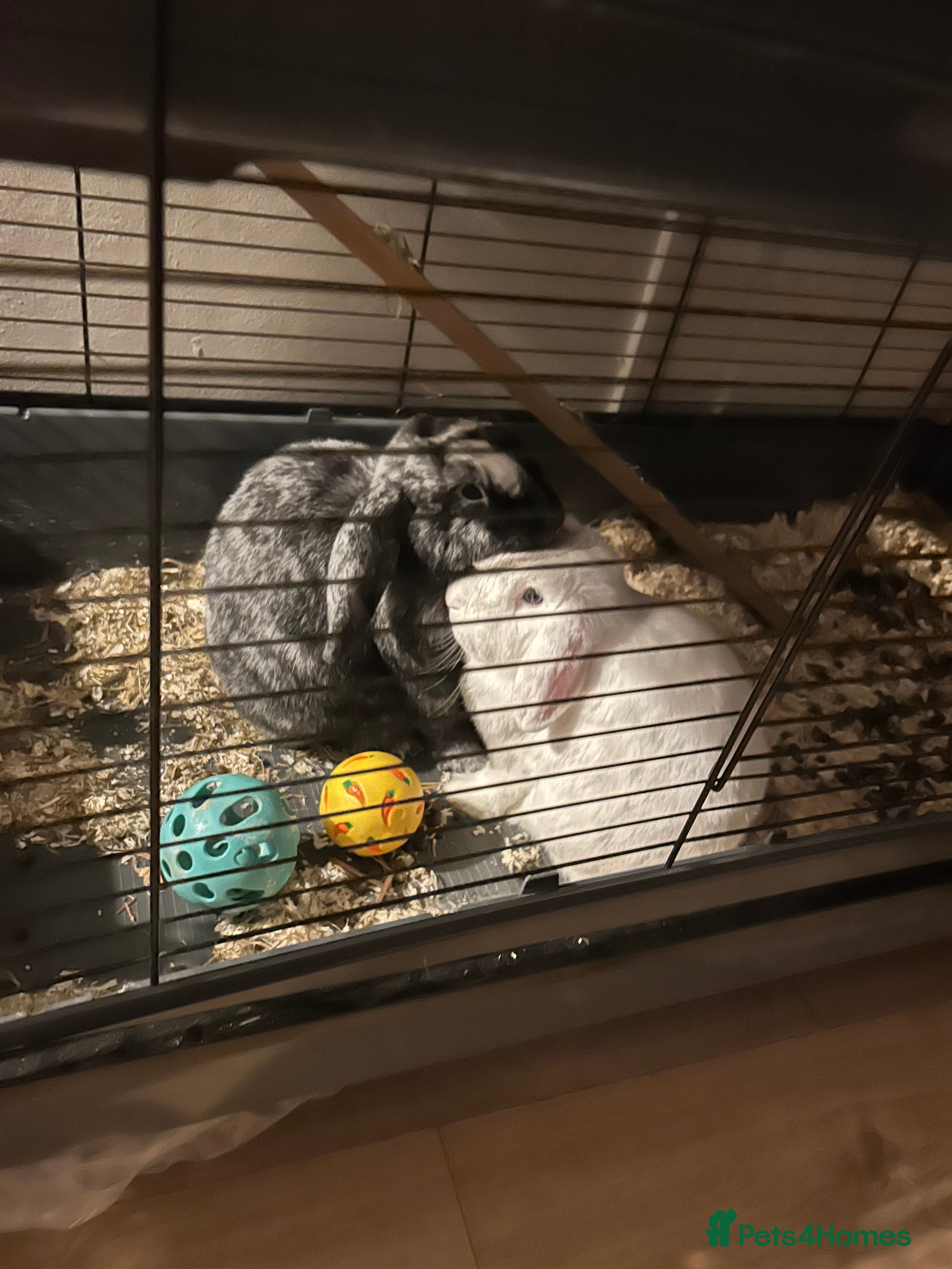 German Lop rabbits Two male bonded rabbits - Advert 1