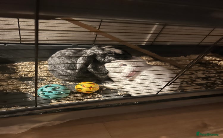 German Lop rabbits Two male bonded rabbits - Advert 16