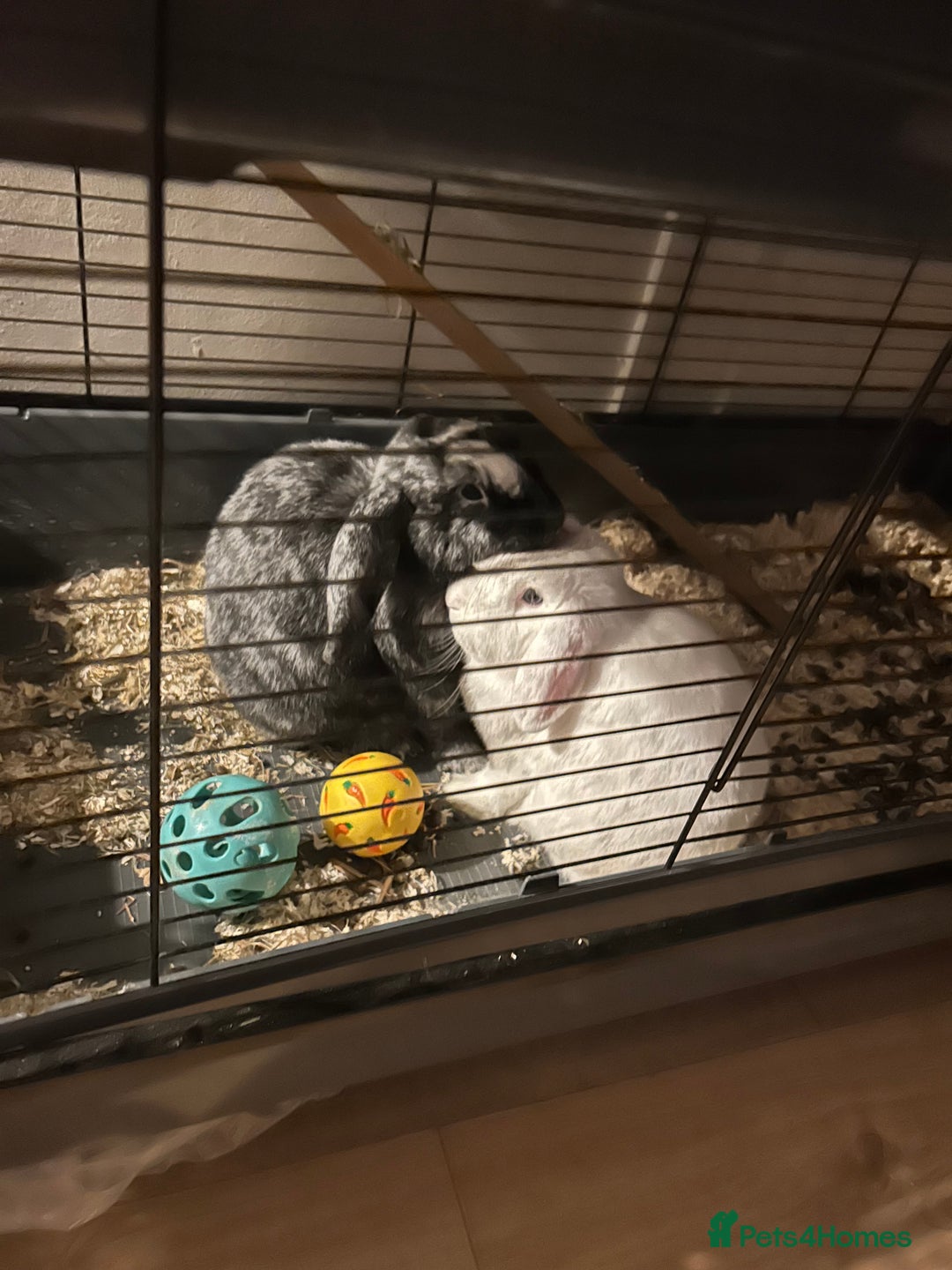 German Lop rabbits for sale: Two male bonded rabbits - Advert 1