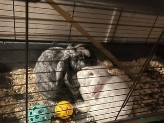 German Lop rabbits Two male bonded rabbits - Advert 2