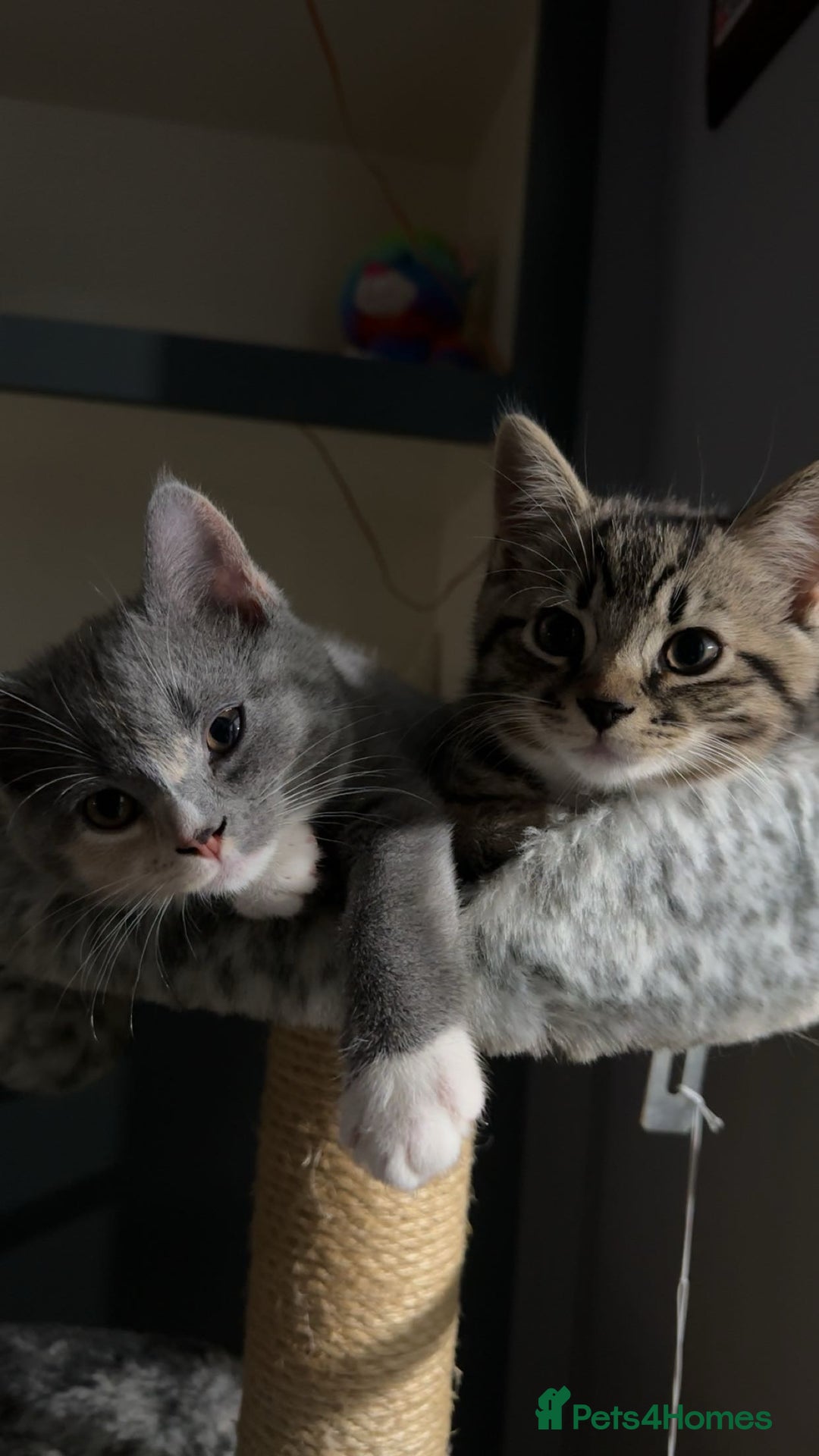 British Shorthair cats for sale: British shorthair kittens  - Advert 7