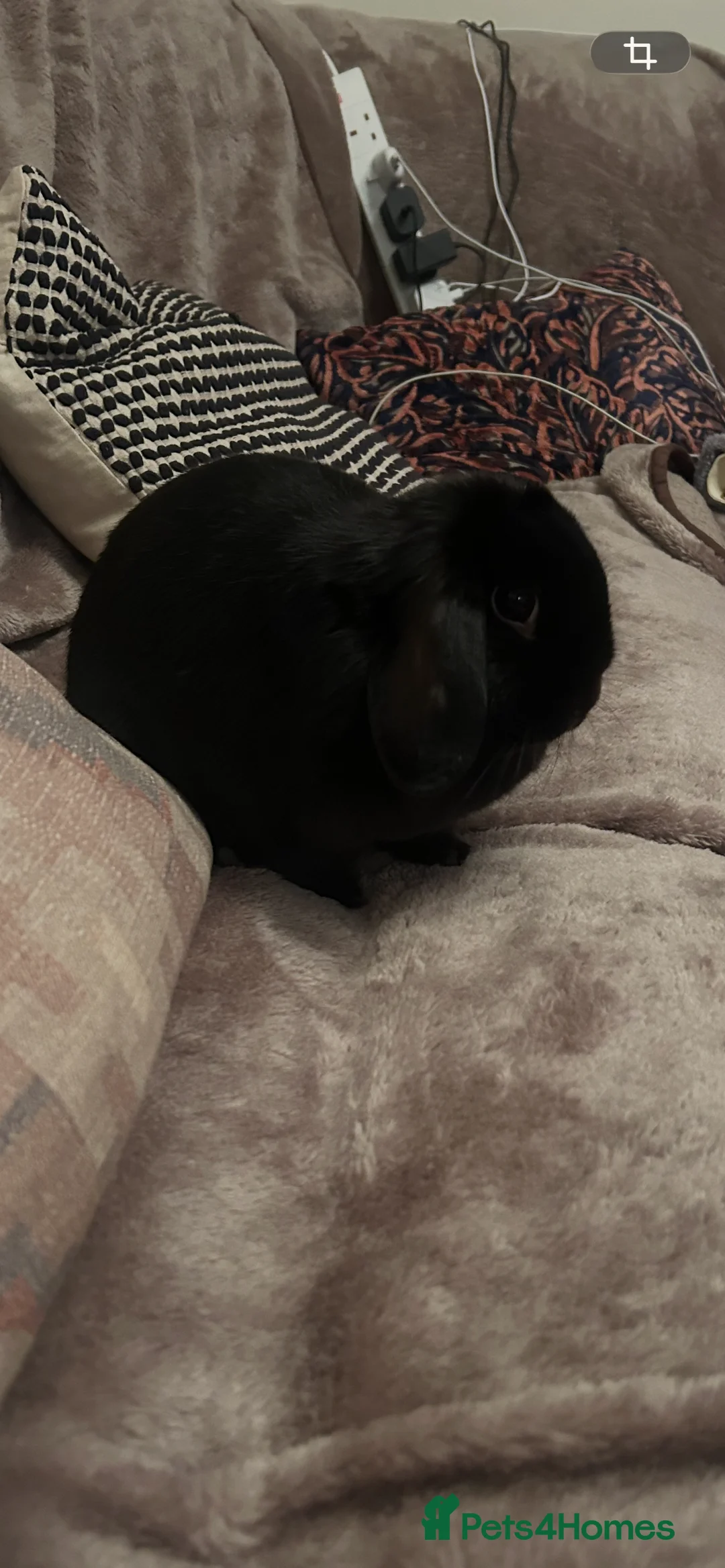 Mini Lop rabbits for sale: Mini Lop - Luna 🖤 - Advert 2