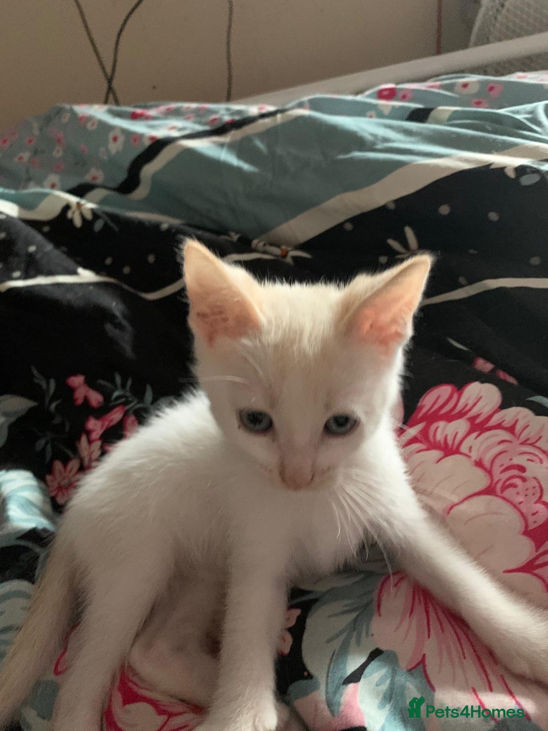 Mixed Breed cats for sale: Ragdoll sphynx mixed kittens ready now  - Image 10