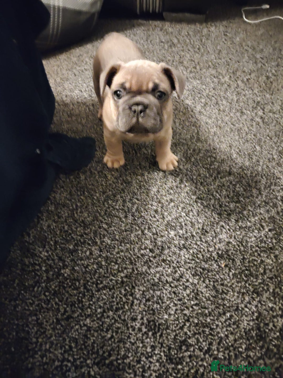 French Bulldog dogs for sale: French bulldogs - Advert 6