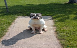 Dorset Olde Tyme Bulldogge dogs for sale: Buster - Image 1