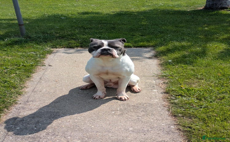 Dorset Olde Tyme Bulldogge dogs - Advert 1