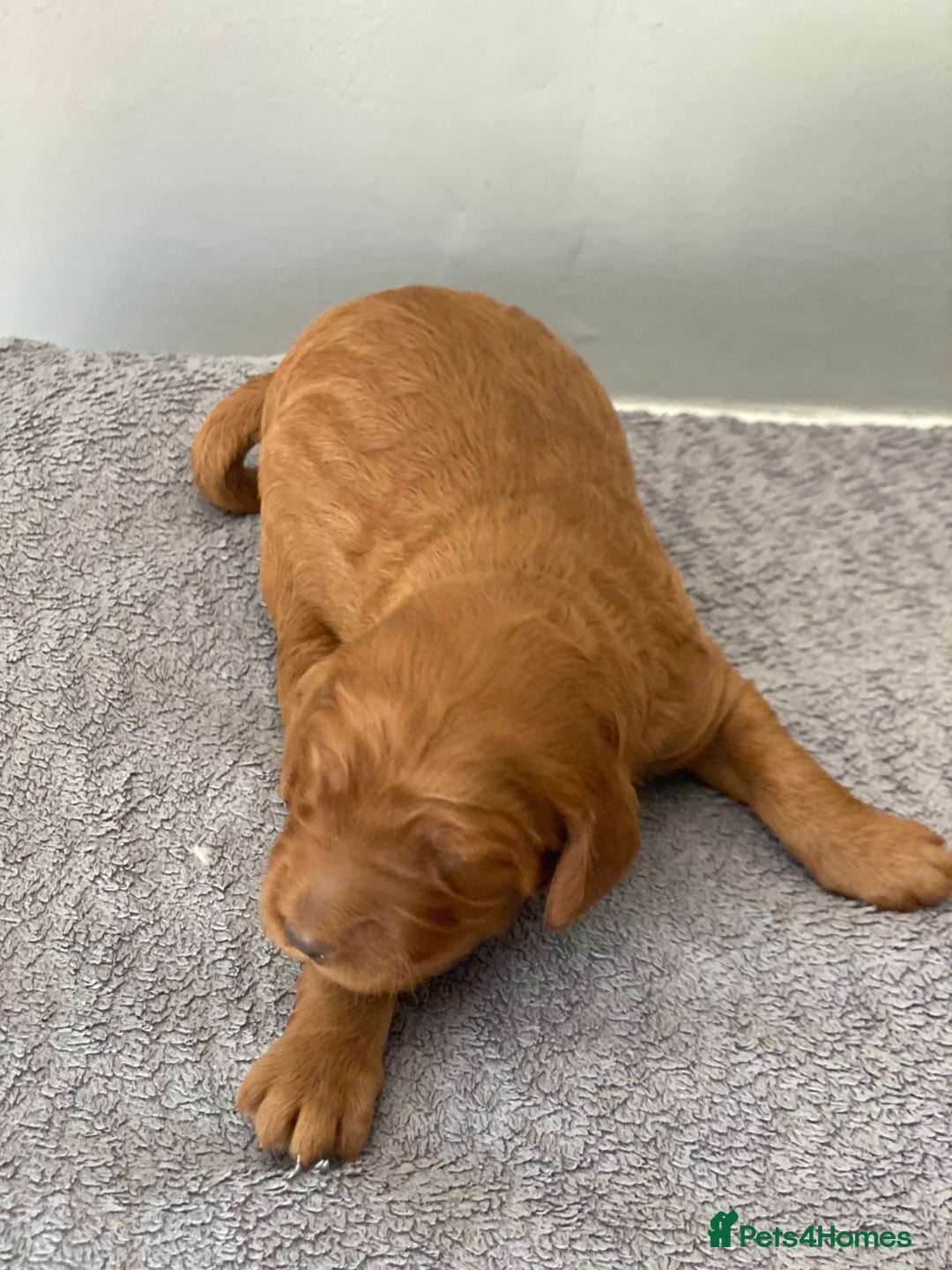 Irish Doodle dogs for sale: Irish doodle - Image 18