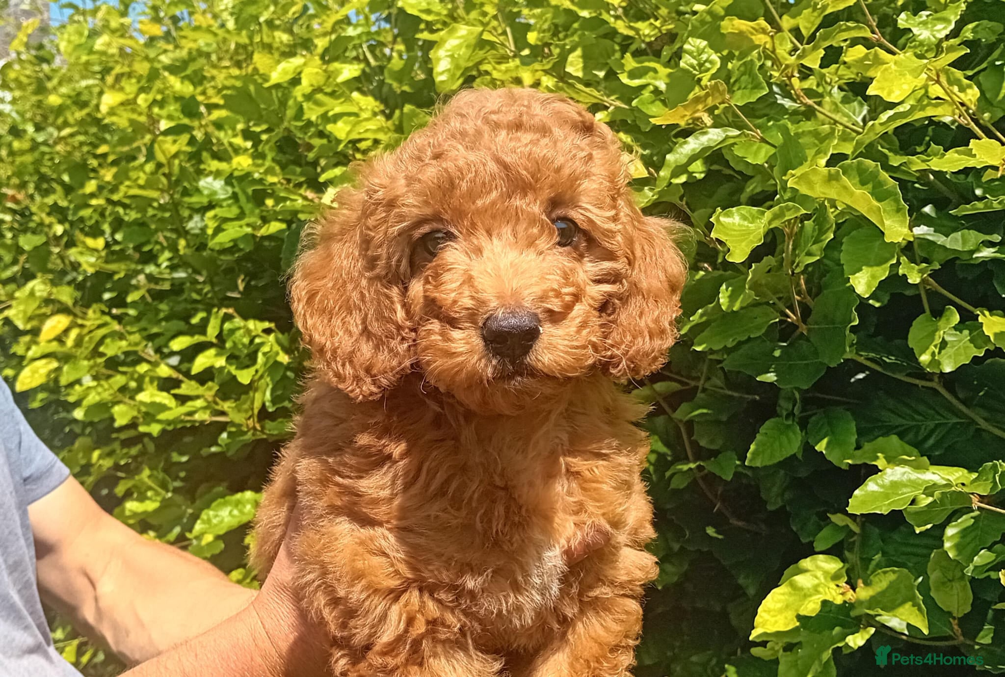 Goldendoodle dogs Gorgeous Red F1b Goldendoodle Puppy - Advert 2