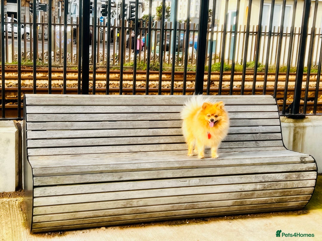 Pomeranian dogs for stud: ✨ Stunning KC Pomeranian available for stud ✨ - Advert 3
