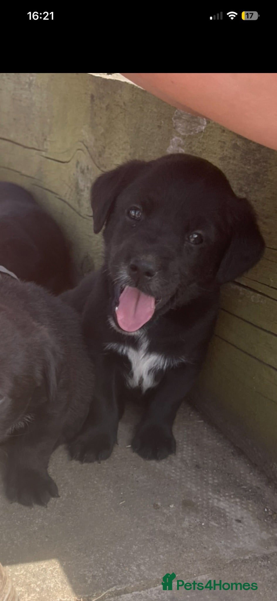 Mixed Breed dogs Gorgeous litter of jackadors  - Advert 8