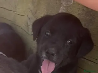 Mixed Breed dogs Gorgeous litter of jackadors - Advert 2