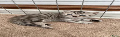 British Shorthair male
