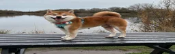 Japanese Shiba Inu dogs for sale: 5 year old male Shiba, Russian Import in Cardiff - Advert 10