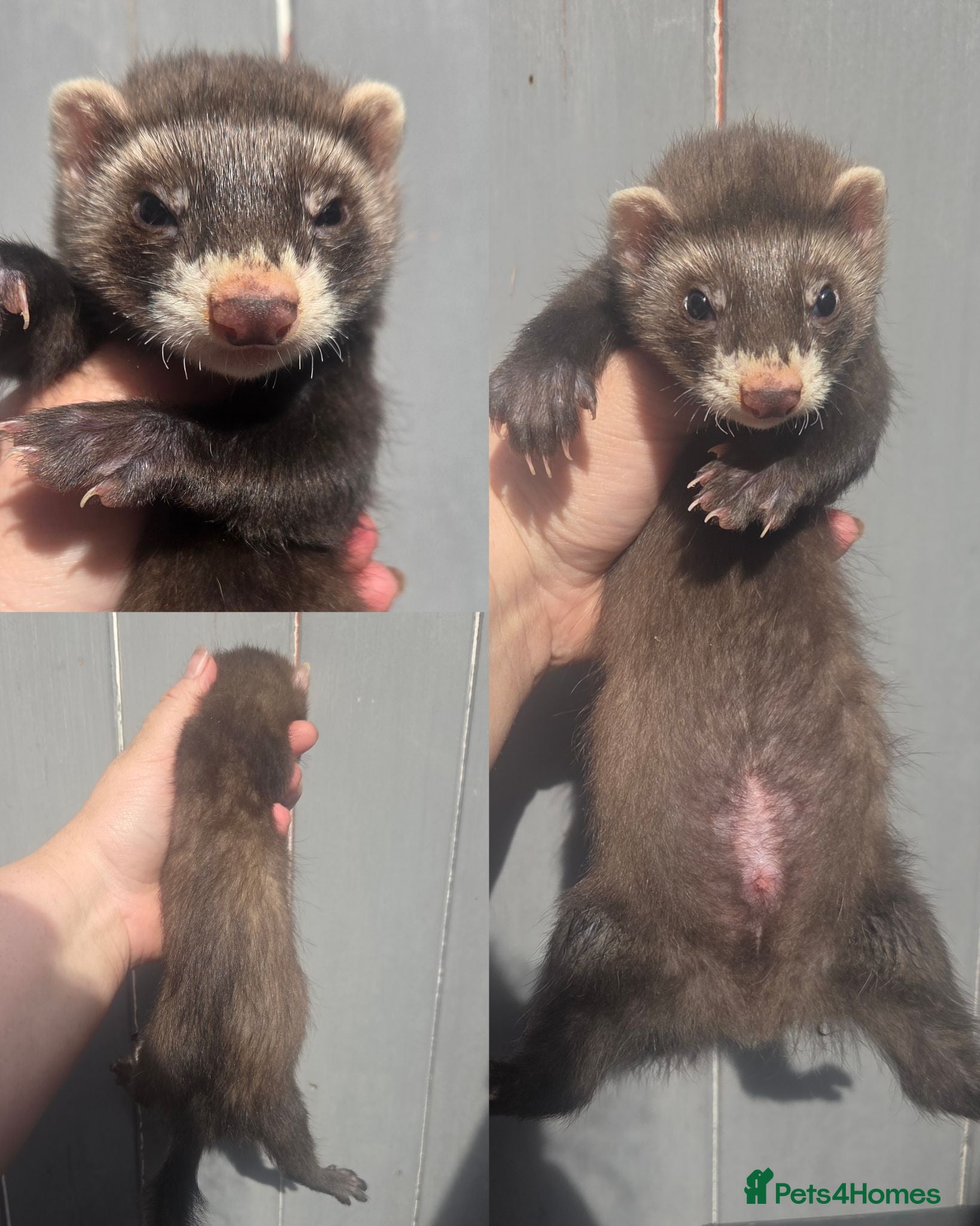 Ferret rodents 2 semi angora hob kits  - Advert 2