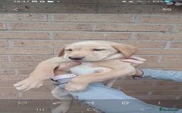 Labrador Retriever dogs for sale: X2 male x3 bitch lab pups  - Image 2