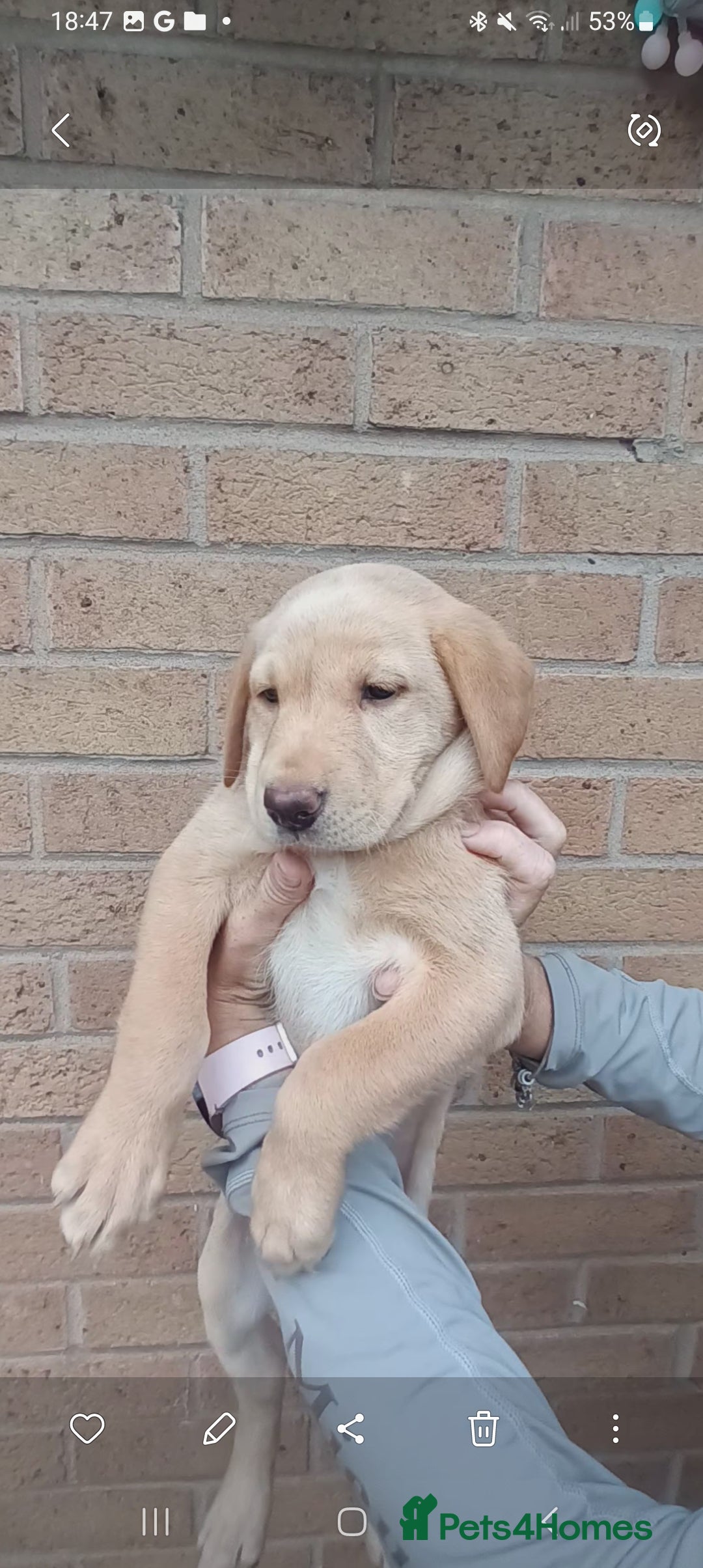 Labrador Retriever dogs for sale: X2 male x3 bitch lab pups  - Image 2