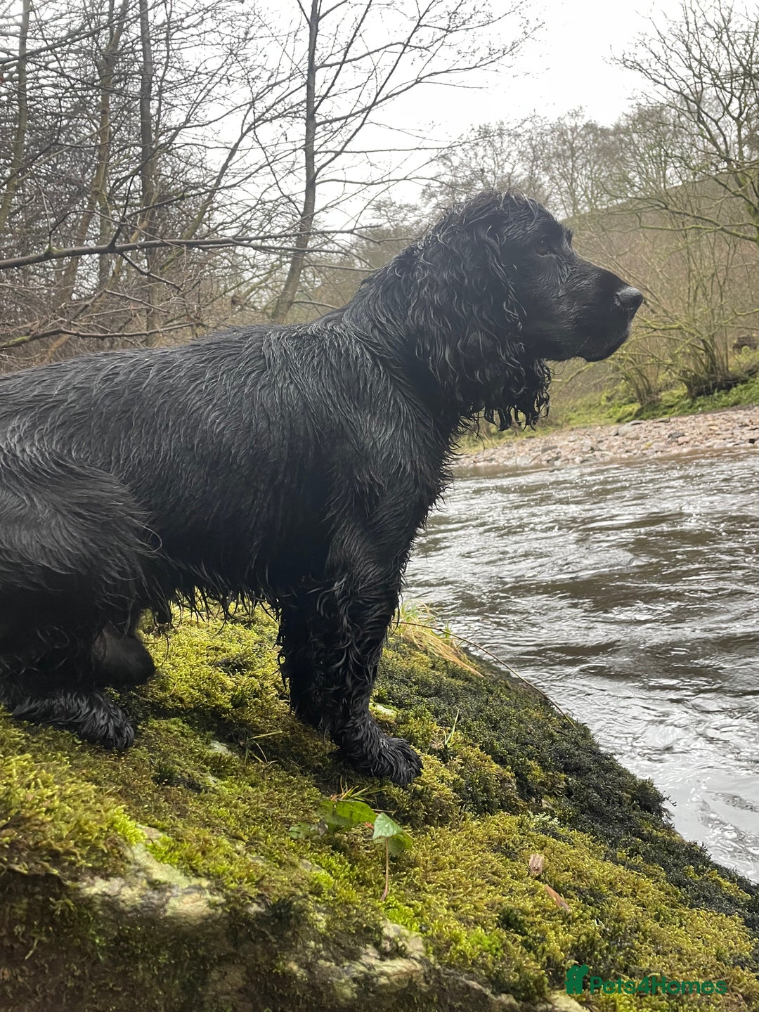 Cocker Spaniel dogs for stud: K.C working black cocker dog for stud in Barnard Castle - Advert 5