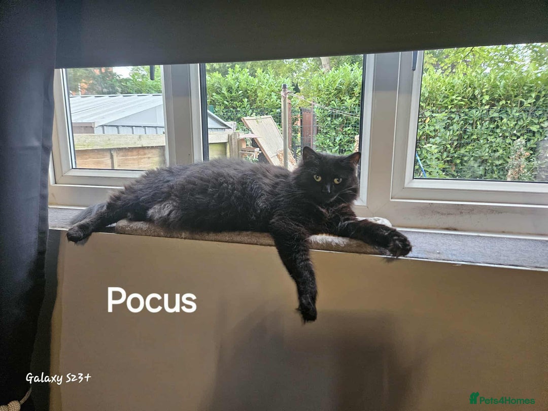 British Longhair cats for sale: Meet Hocus & Pocus  - Image 5