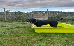 Mixed Breed dogs for sale: 1 year old black female black Labrador mix  - Image 14