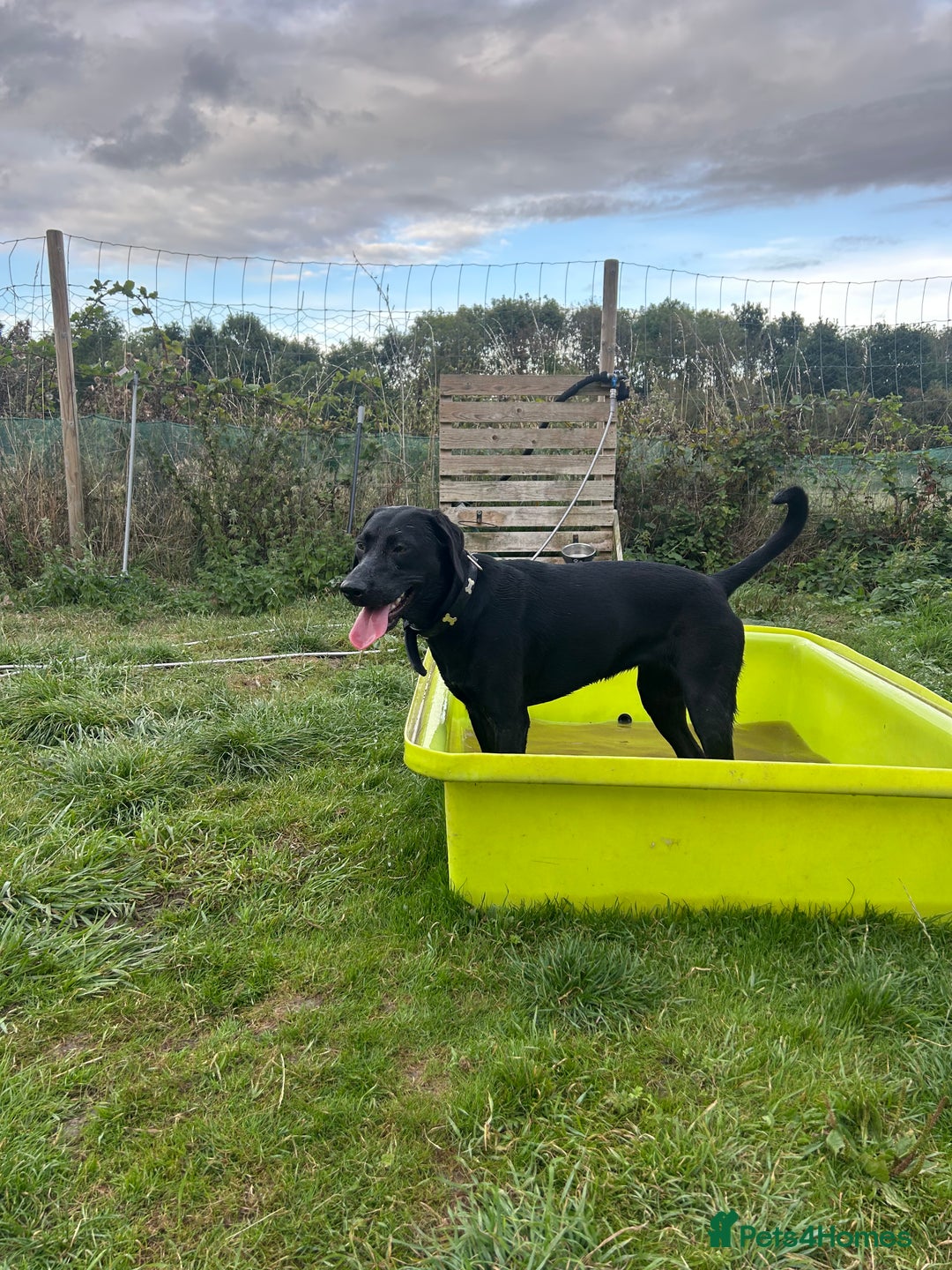 Mixed Breed dogs for sale: 1 year old black female black Labrador mix  - Image 14