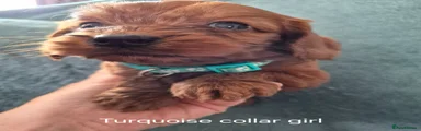 Cockapoo 7
