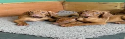 Hungarian Vizsla dogs for sale: 🇭🇺 Hungarian Vizsla puppies 🇭🇺 - Advert 10