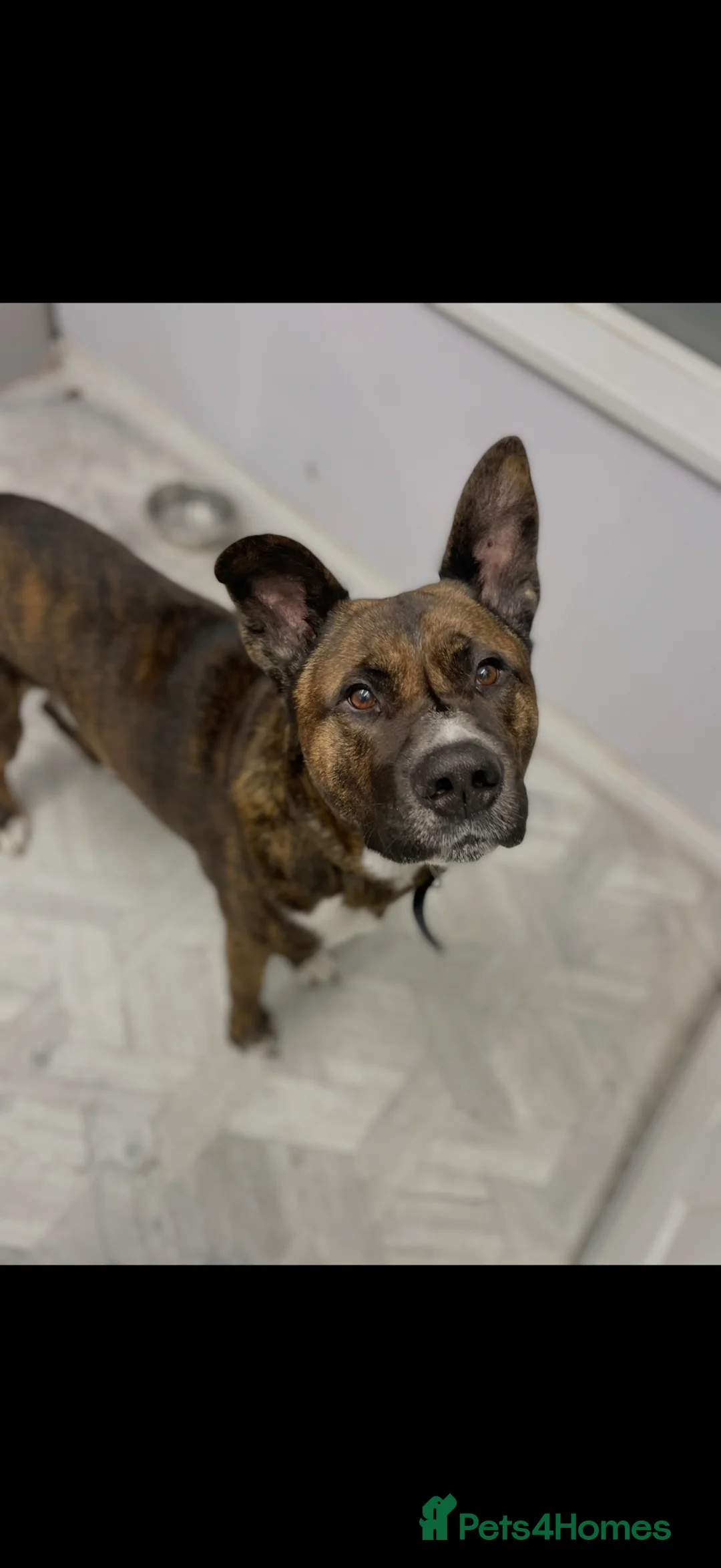 Mixed Breed dogs for sale: Male Akita staffy called Sully - Advert 4
