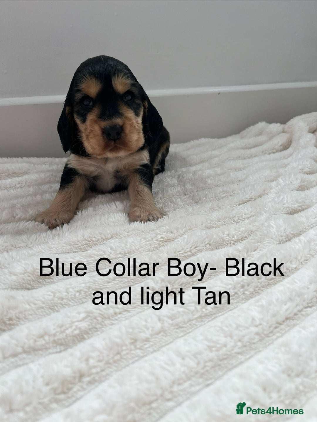 Cocker Spaniel dogs for sale: Beautiful Cocker Spaniel Puppies  - Image 1