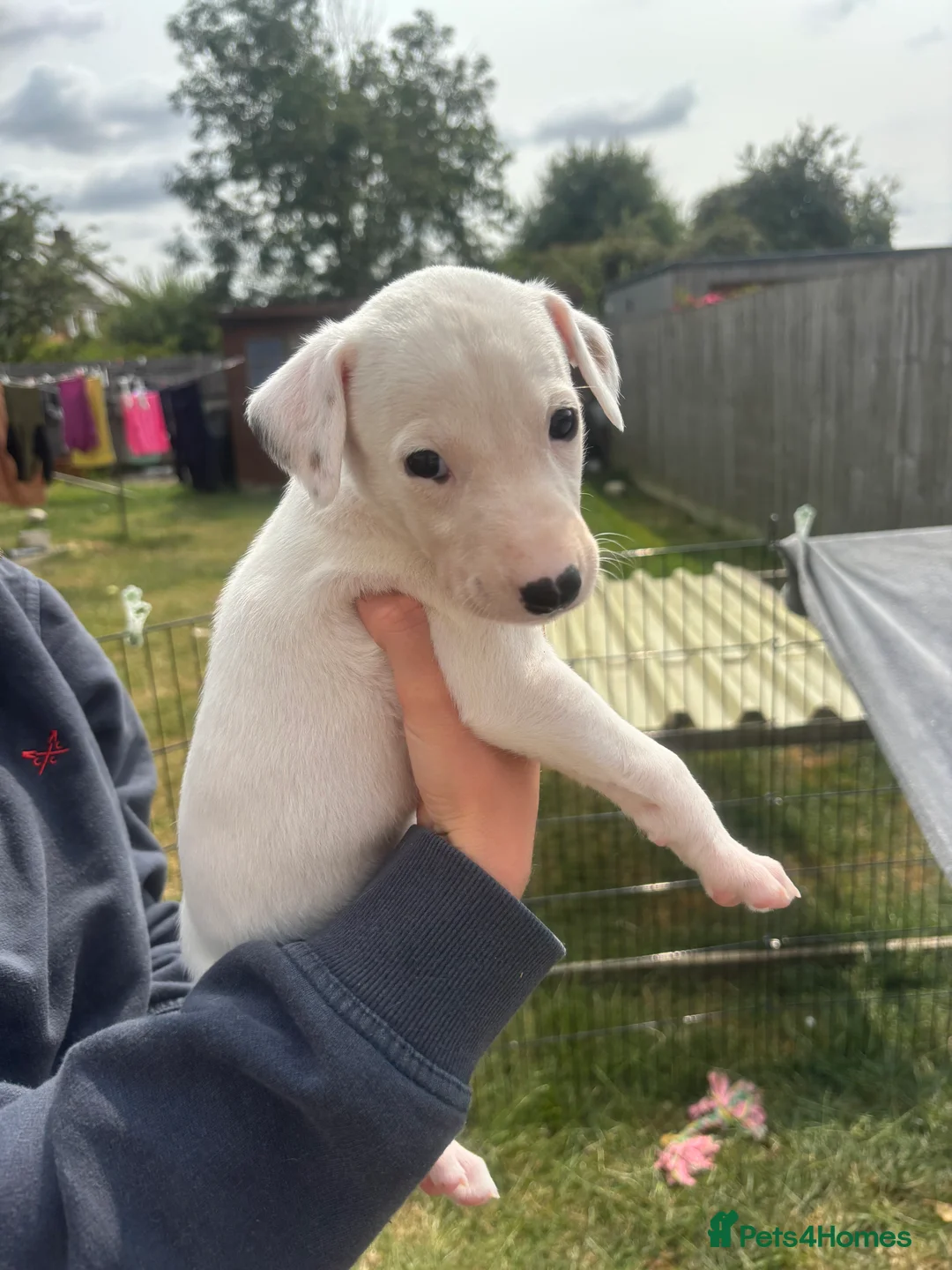 Mixed Breed dogs for sale: Lurcher pups for sale in Banbury - Advert 2