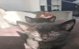 Domestic Shorthair cats for sale: 3 loveable female kittens ready mid October  - Image 9