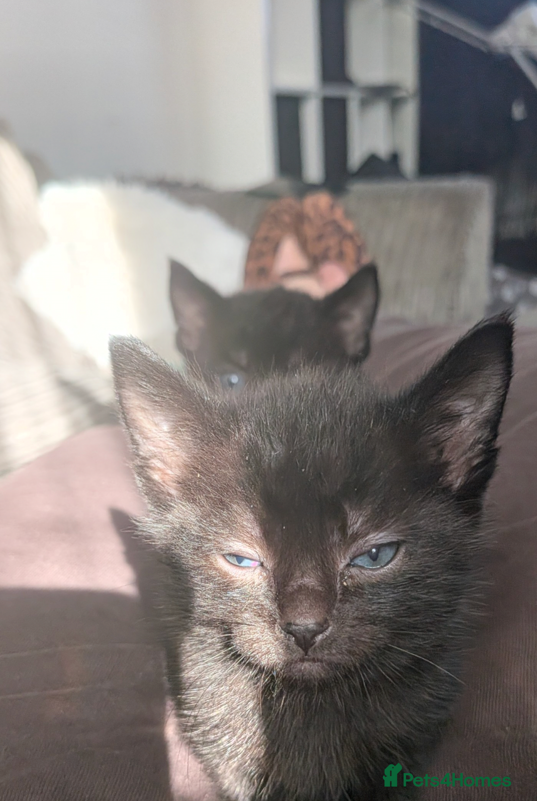 Domestic Shorthair cats for sale: 3 loveable female kittens ready mid October  - Image 9
