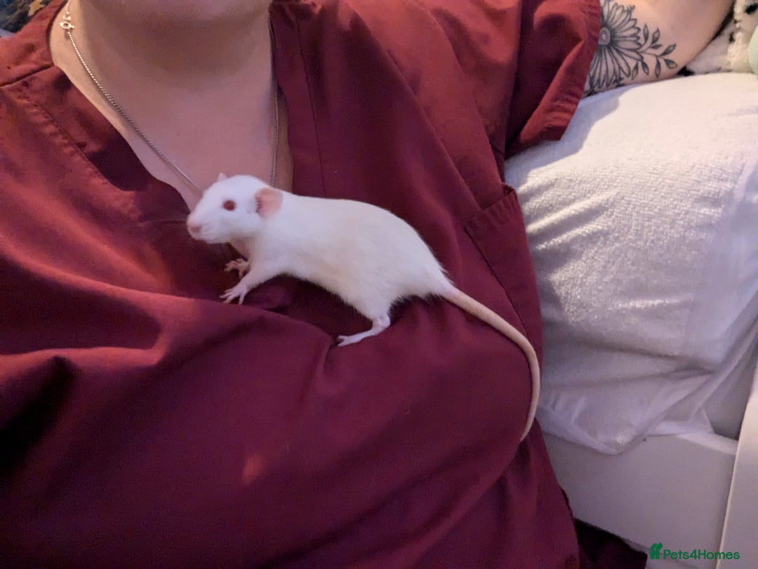 Rat rodents for sale: 2 beautiful well handled female dumbo rats - Image 9