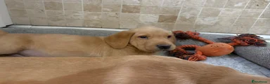 Labrador Retriever 1