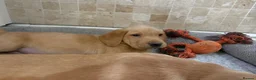 Labrador Retriever dogs for sale: Quality Kc Fully Health Tested Labrador Puppies  - Advert 20