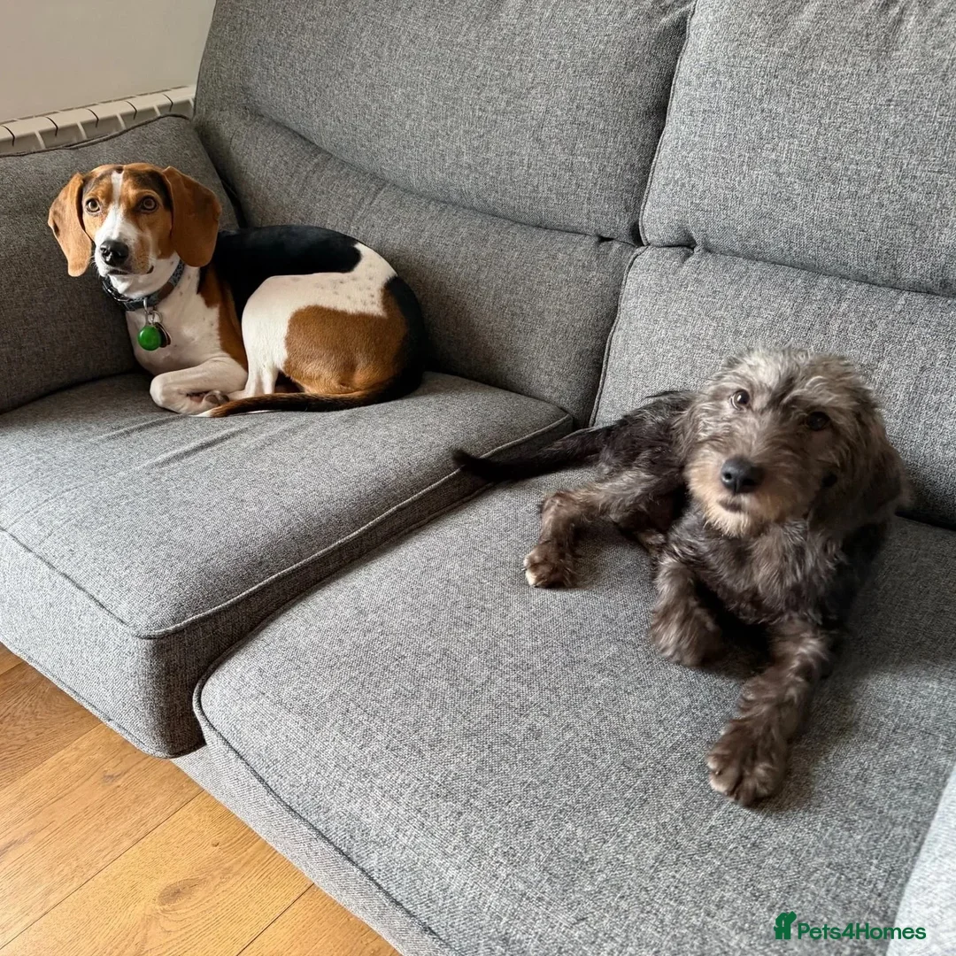 Mixed Breed dogs for adoption: Sammy (Hound/Terrier mix) - Image 15