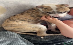 American Bulldog dogs for sale: 1 year old American bulldog  - Advert 10