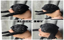 Toy Poodle dogs for sale: Stunning KC reg toy poodle puppies - Image 3