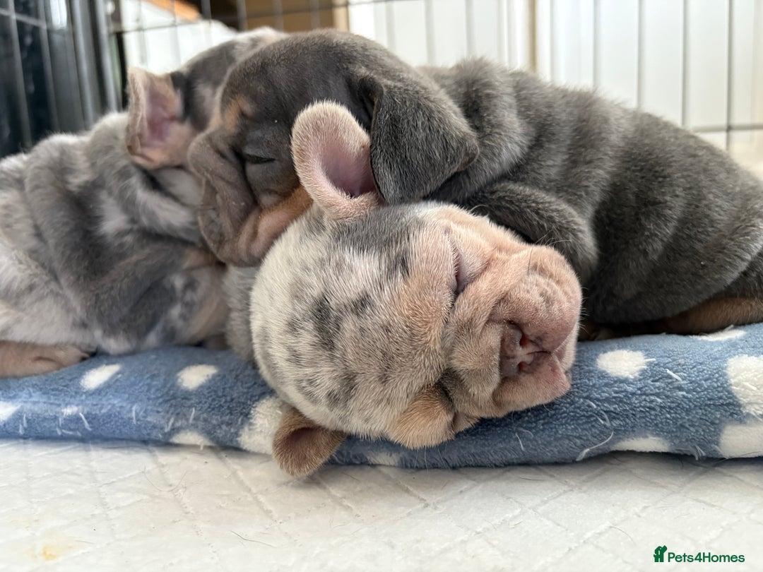 French Bulldog dogs for sale: Beautiful shades of blue babies - Image 7