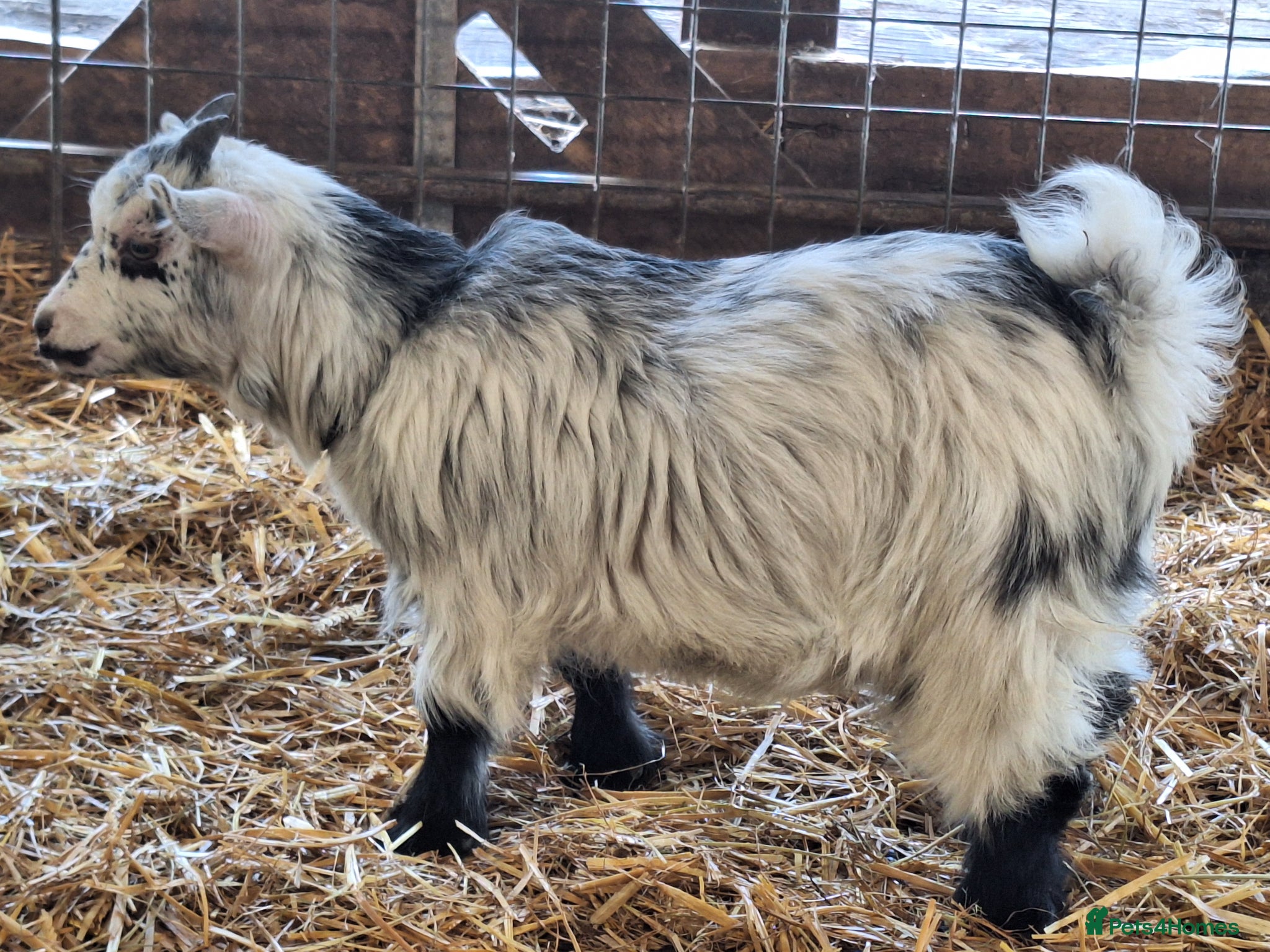 Goats livestock Gorgeous Wether Pygmy goat kids for Sale.  - Advert 2